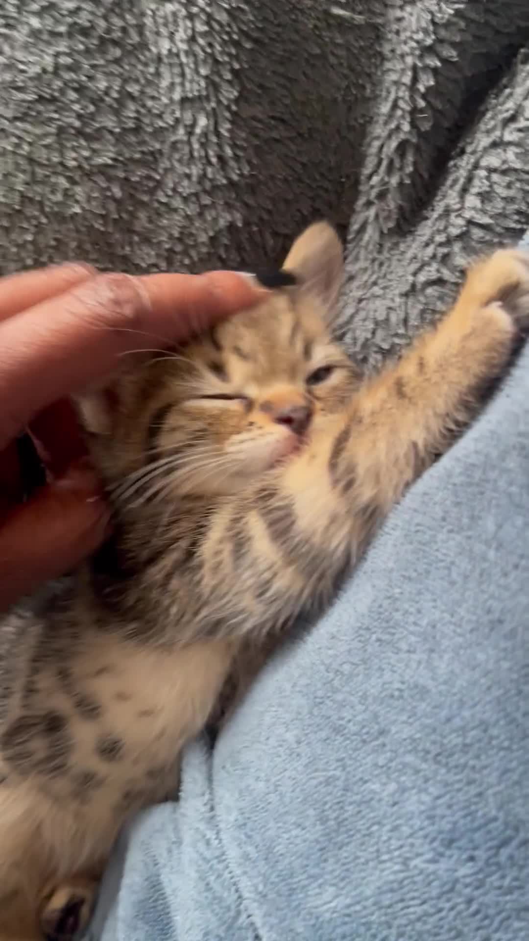 American Shorthair cats for sale: 🔥 Stunning Kittens – Unique Colours – Ready Soon  - Video 1