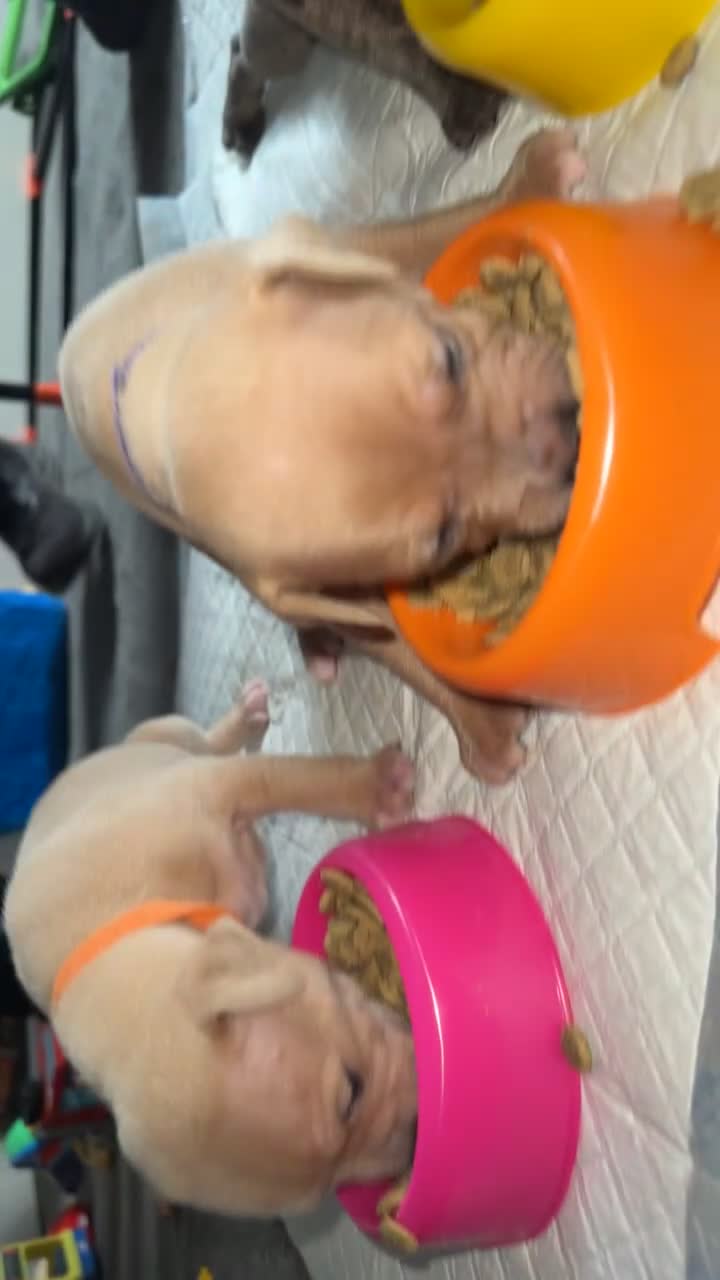 Mixed Breed dogs for sale: 7 Beautiful Staffys left - Video 1