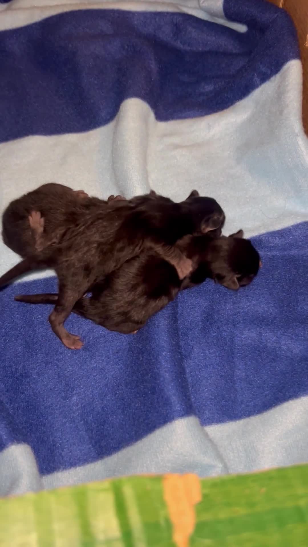 Domestic Shorthair cats for sale: Beautiful confident kittens - Video 2
