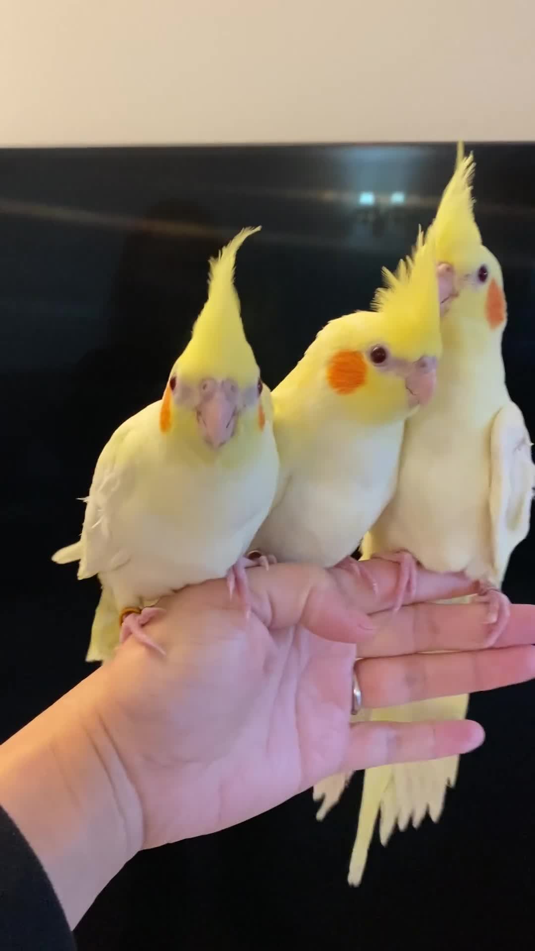Cockatiels birds for sale: (Only One Left) Silly Tame Hand Reared Babies  - Video 1