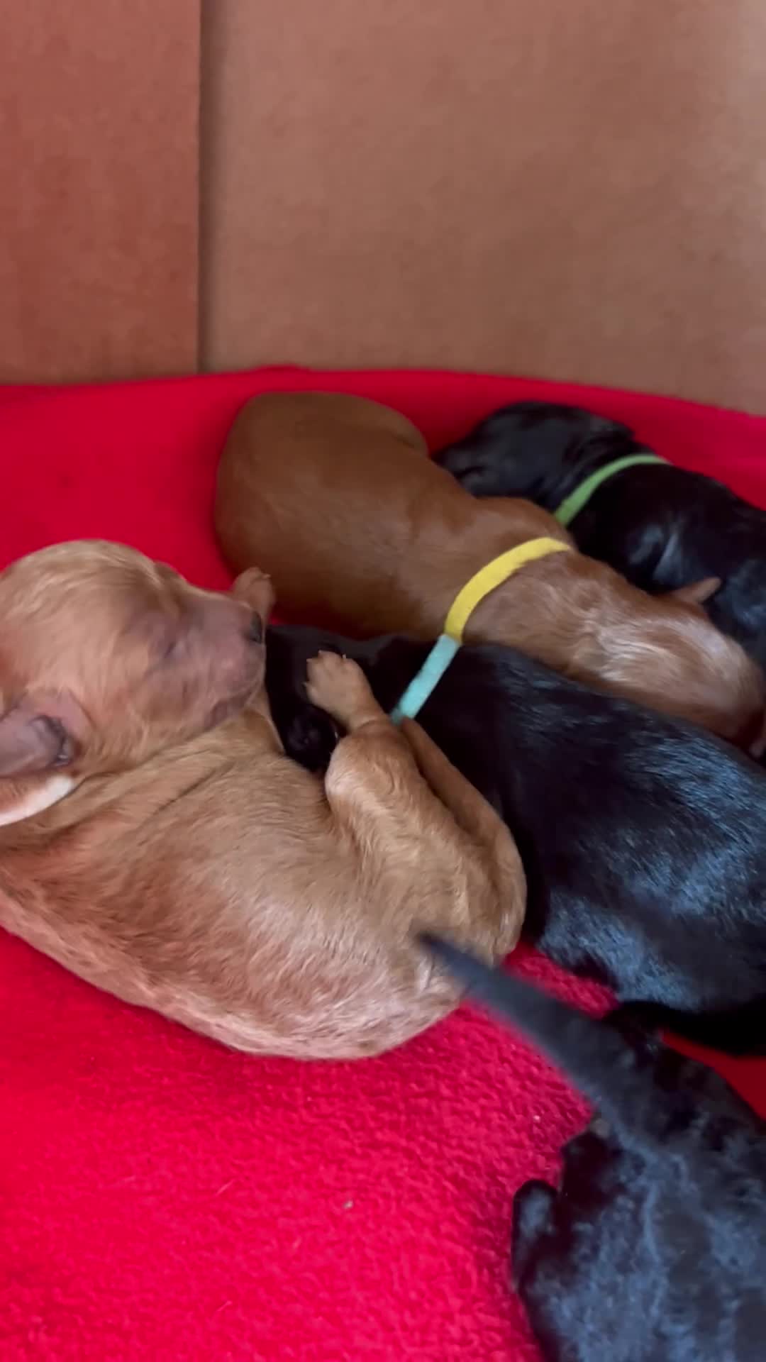 Lhasapoo dogs for sale: LHASAPOOPOO PUPPIES  - Video 2