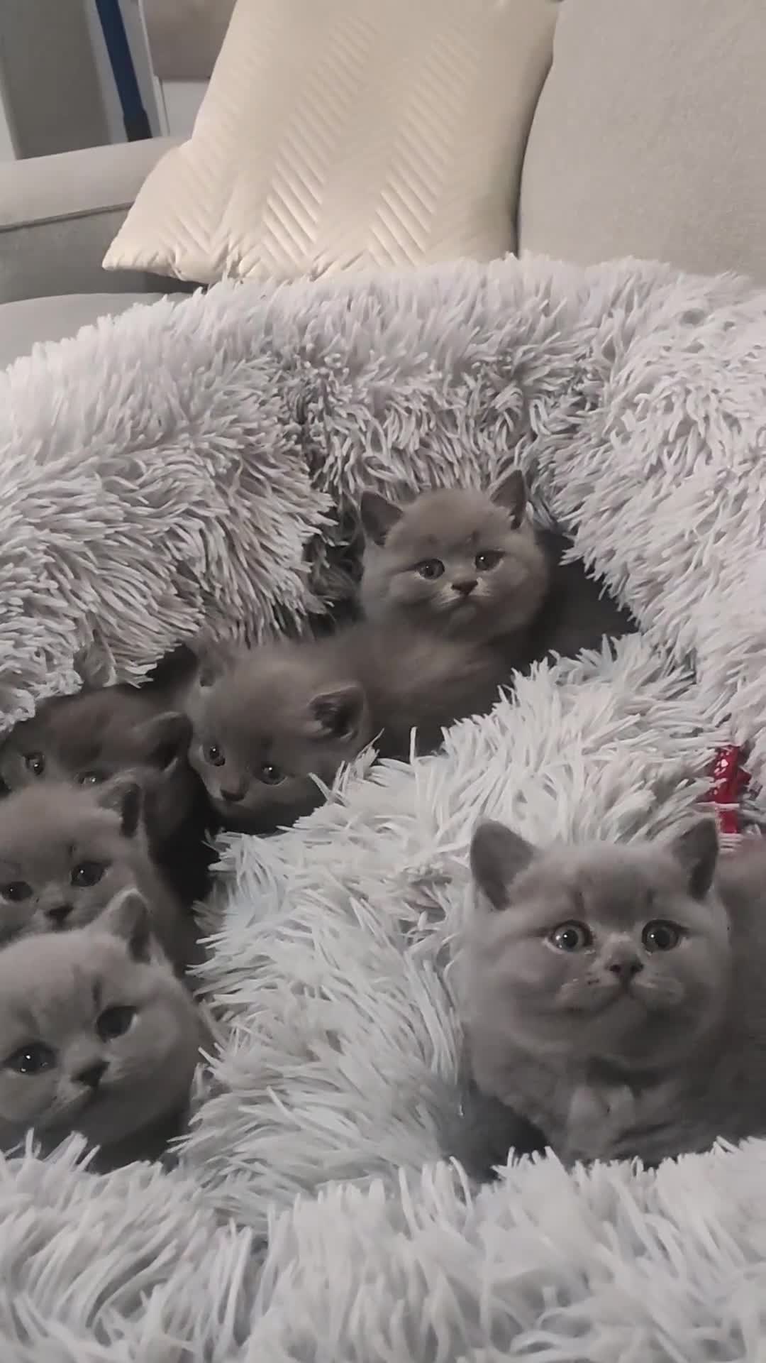 British Shorthair cats for sale: British shorthair kittens  - Video 1