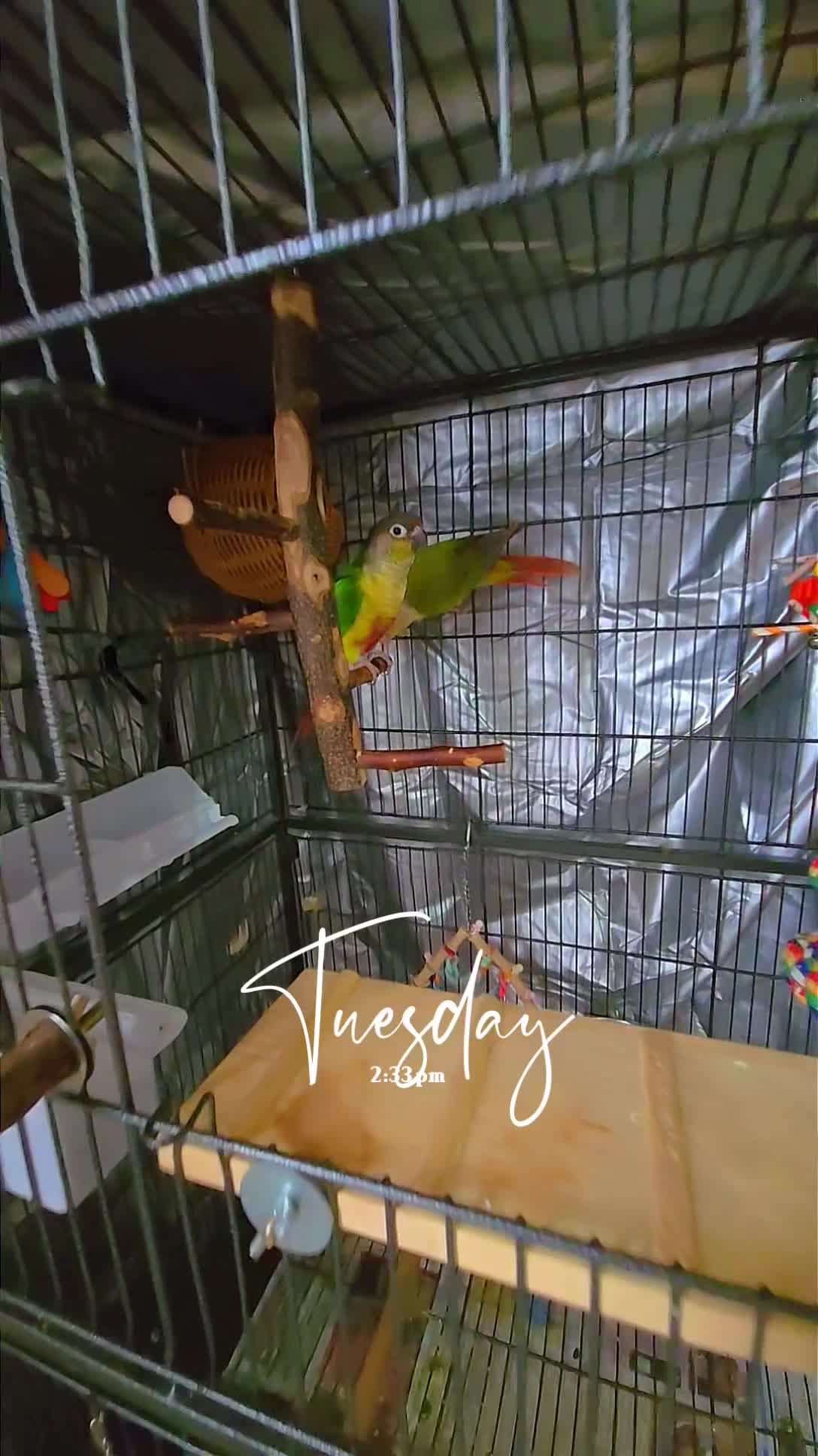 Conures birds for sale: Greencheeck/pineapple conure for sale  in Leeds - Video 2