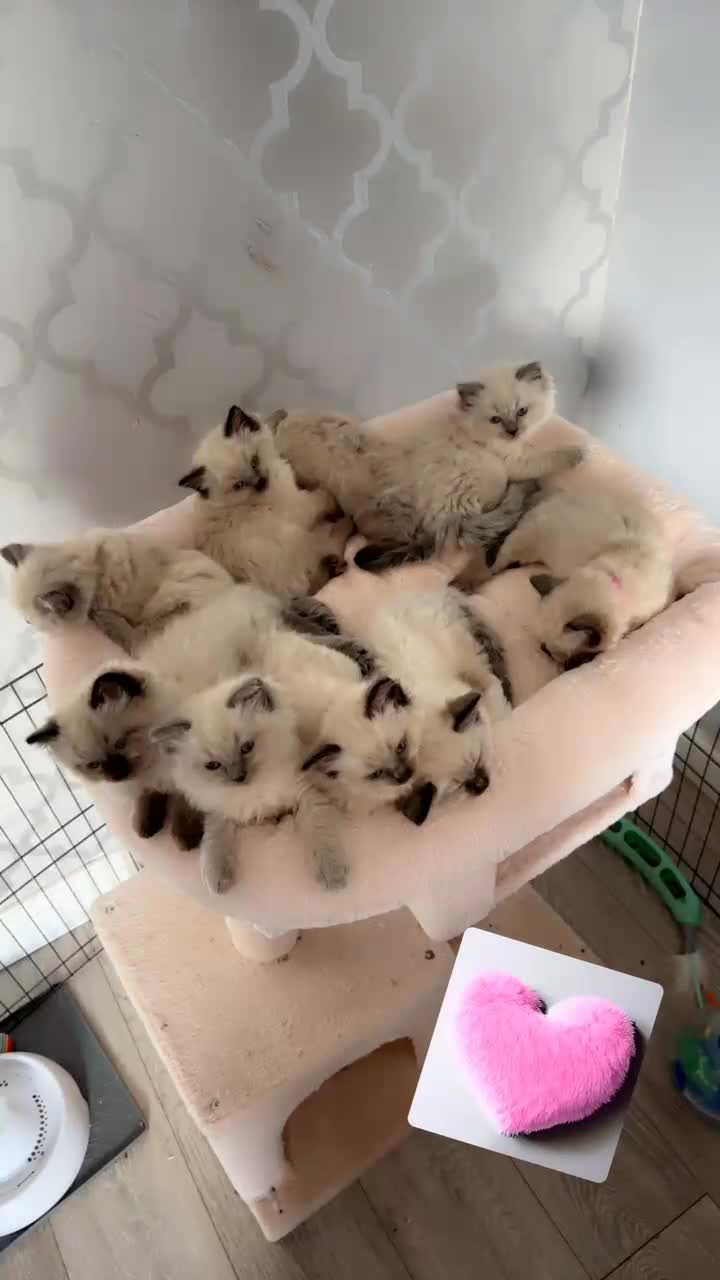 Ragdoll cats for sale: 🎀 last remaining girl -pedigree Ragdoll babies🎀 - Video 3