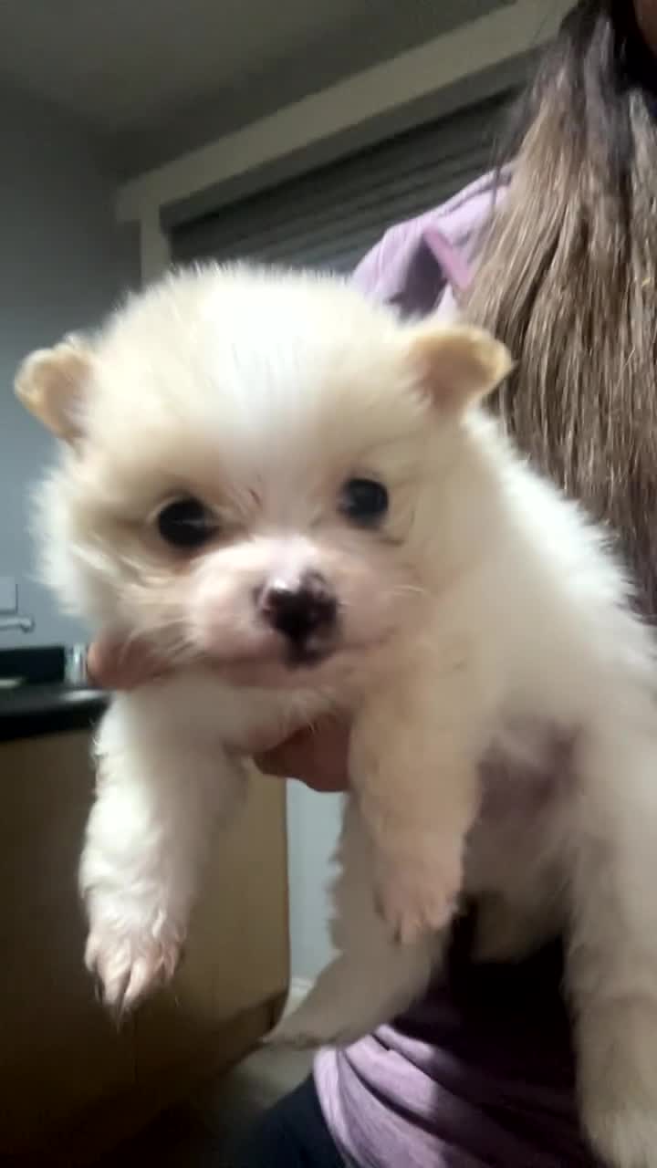 Pomeranian dogs for sale: Pomeranian puppies - Video 1