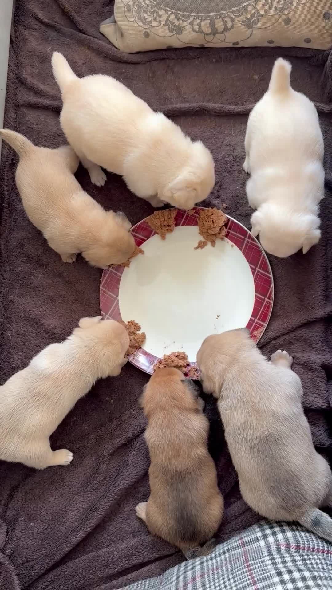 Mixed Breed dogs for sale: Adorable Pug x Pomeranian Puppies  - Video 3