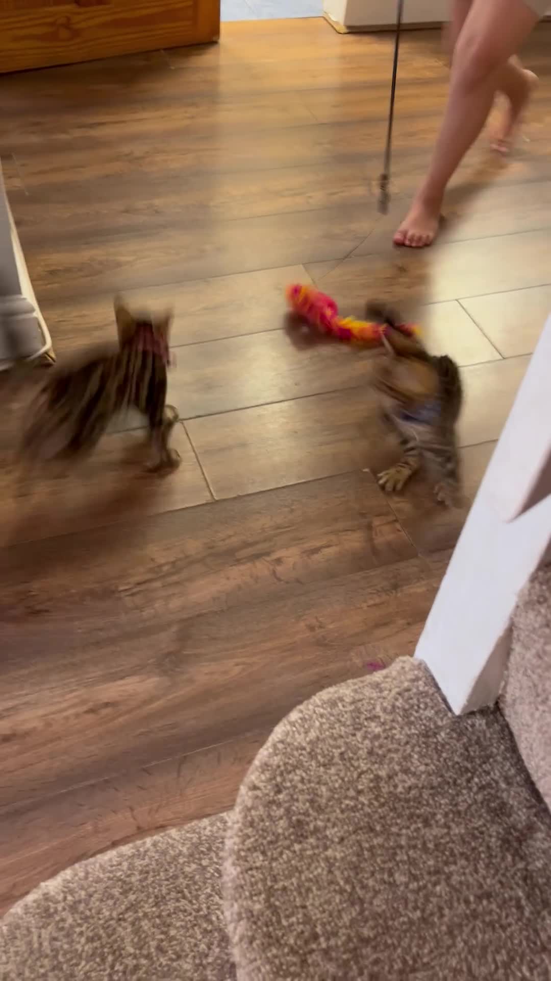 Bengal cats for sale: Available Pure Bengal kittens now! ♥️ - Video 1