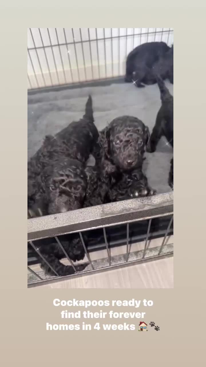 Cockapoo dogs for sale: 7 F1b Cockapoos  - Video 1