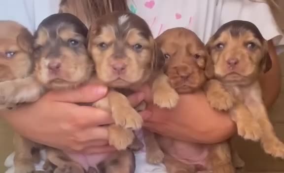 Cocker Spaniel dogs for sale: KC SHOWCOCKER SPANIELS - Video 3