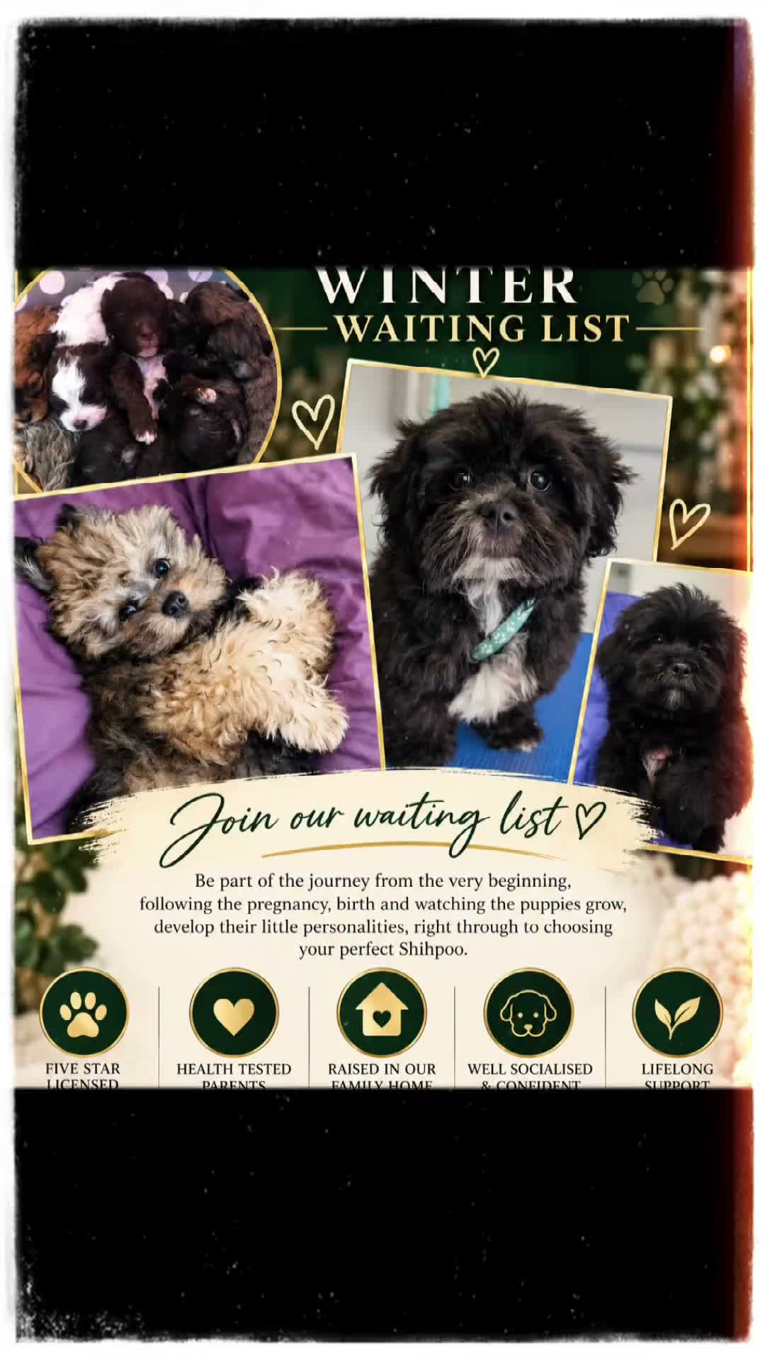 Shihpoo dogs for sale: WAITING LIST Toy shihpoo puppies  - Video 1