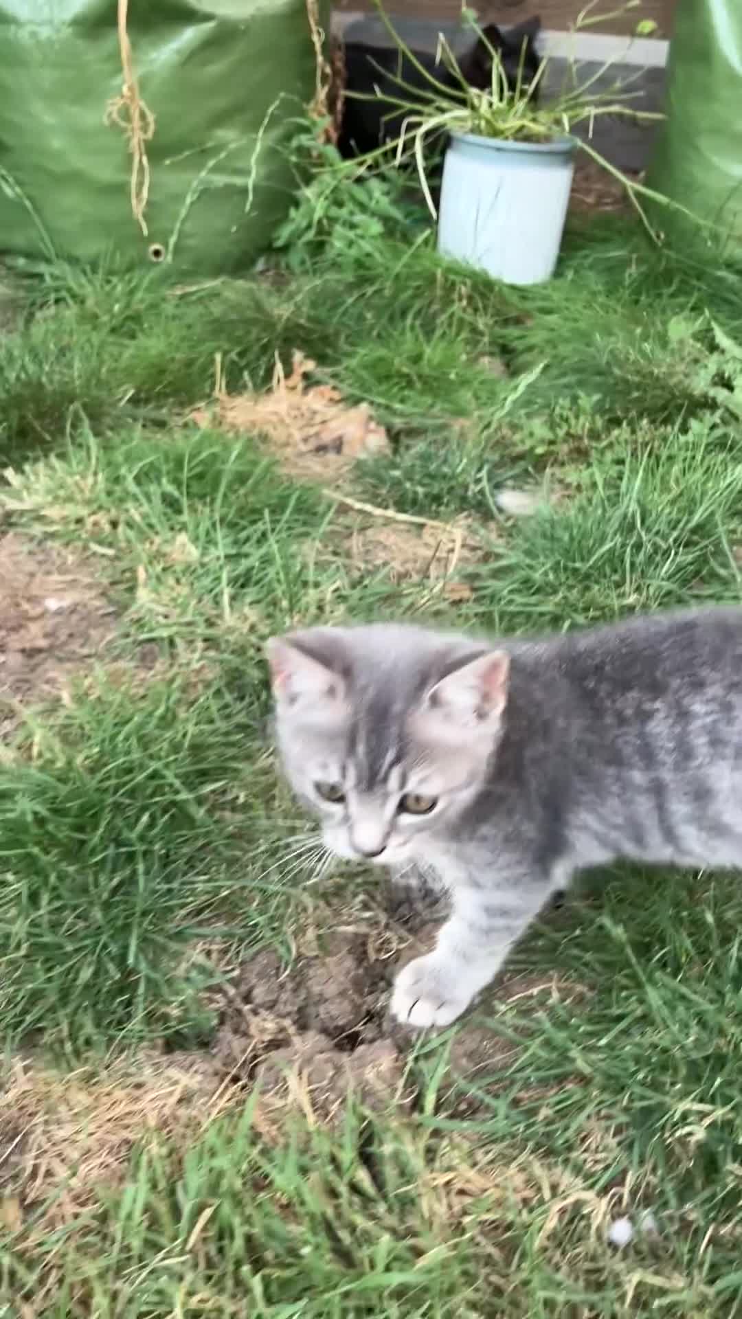 British Shorthair cats for sale: READY NOW British Short Hair x Bengal Kittens - Video 1