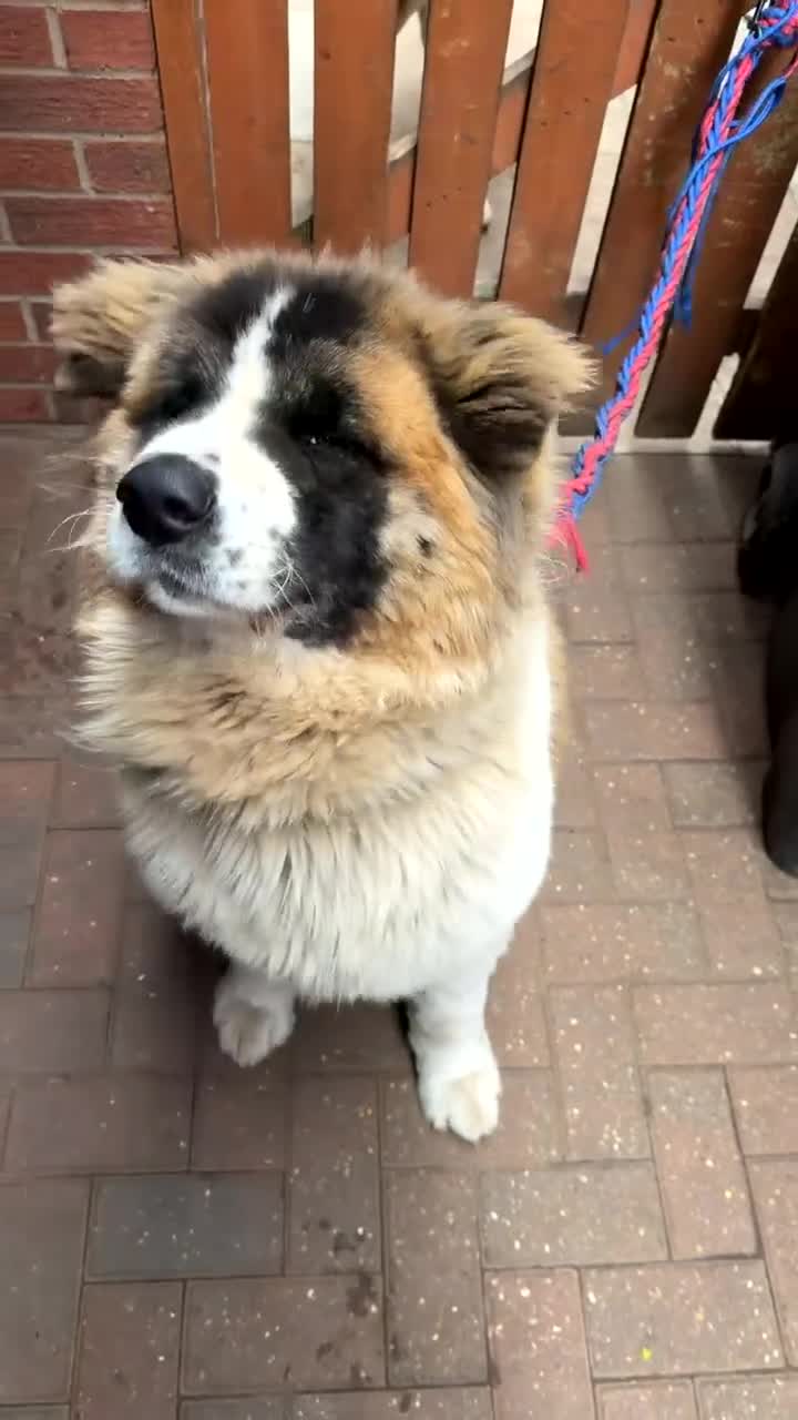 Akita dogs for sale: Beautiful Akita Puppies Looking for Forever Homes - Video 1