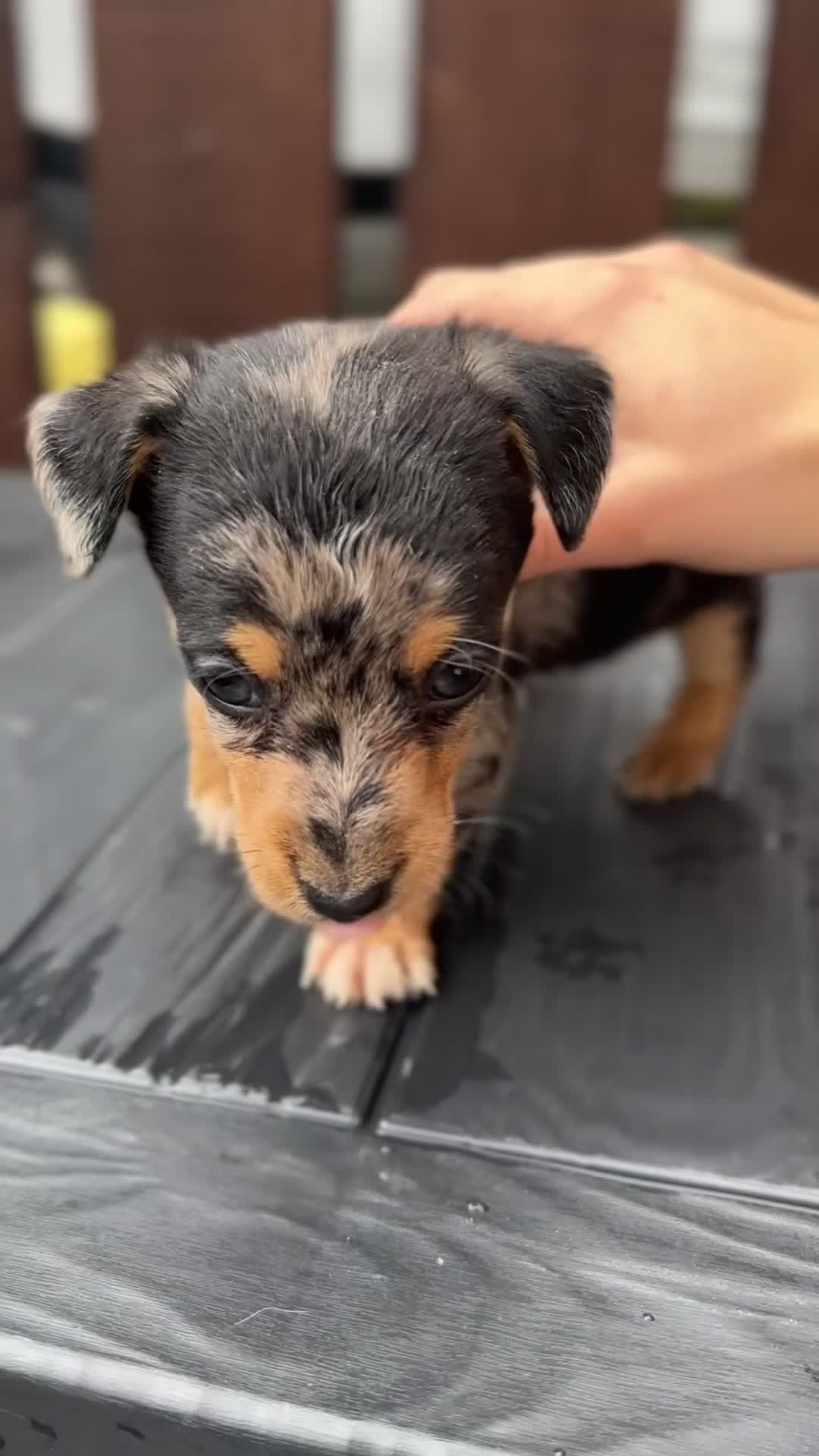 Dachshund dogs for sale: Jackshund puppies looking for a place to call home - Video 2