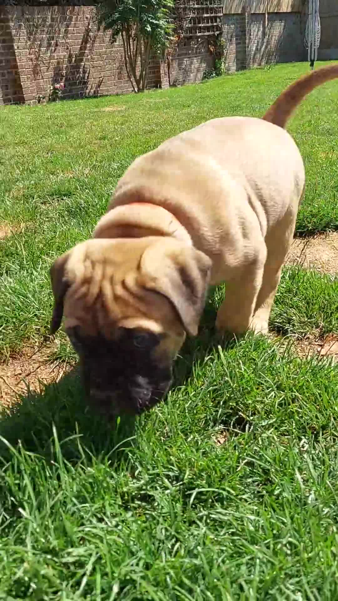 Bullmastiff dogs for sale: K.c registered Bullmastiff puppies  - Video 1