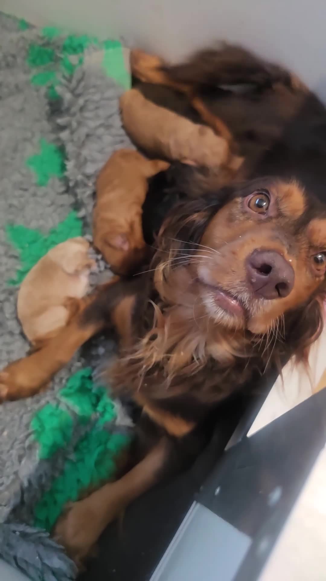 Cockapoo dogs for sale: The best cockapoos - Video 1