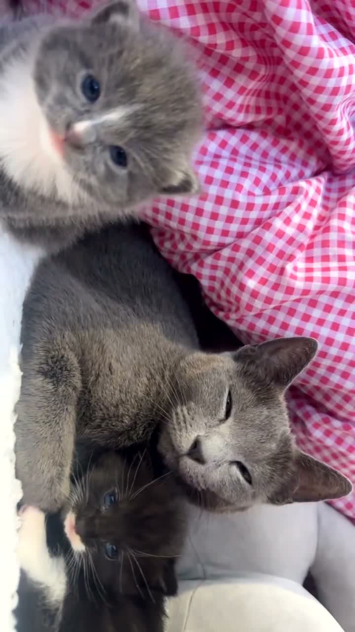 Russian Blue cats for sale: Russian blue x Tabby cats  in Manchester - Video 2