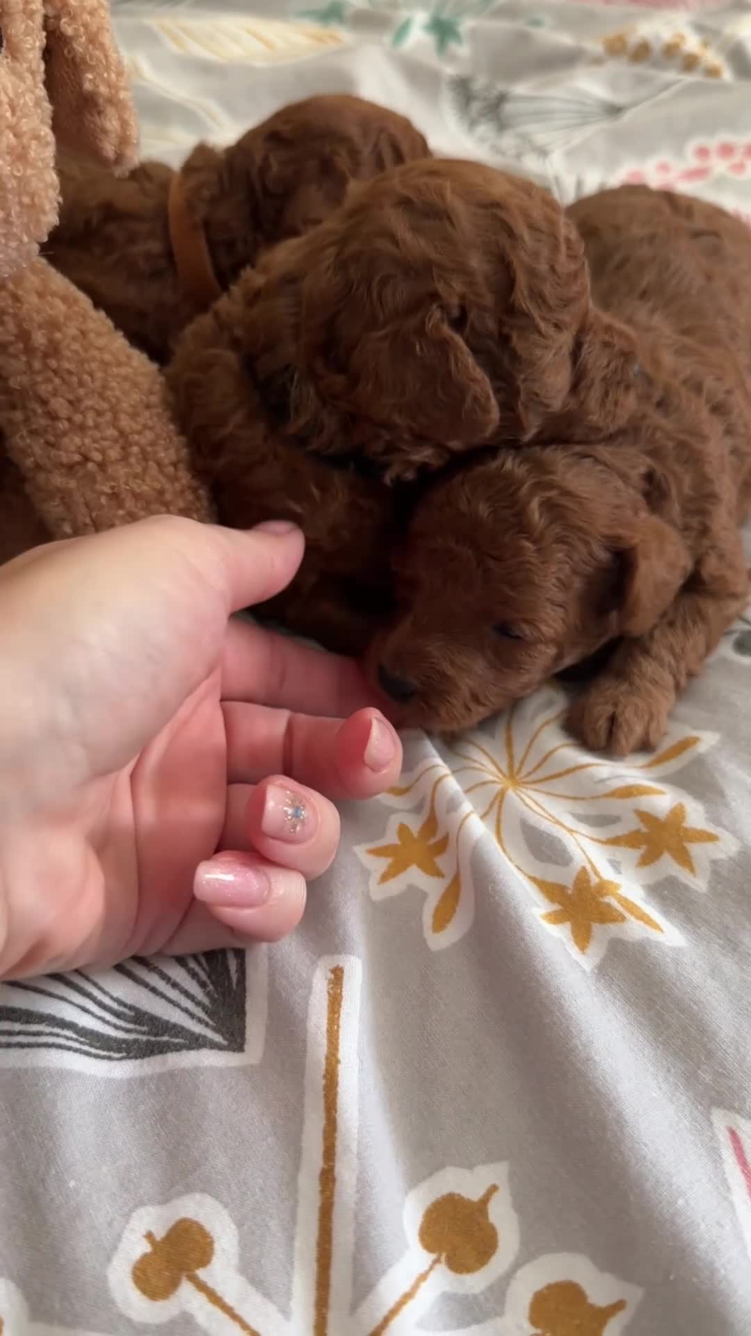Toy Poodle dogs for sale: 5⭐️licensed ESPONJOSO tiny Half Asian Toy Poodle👑 - Video 2