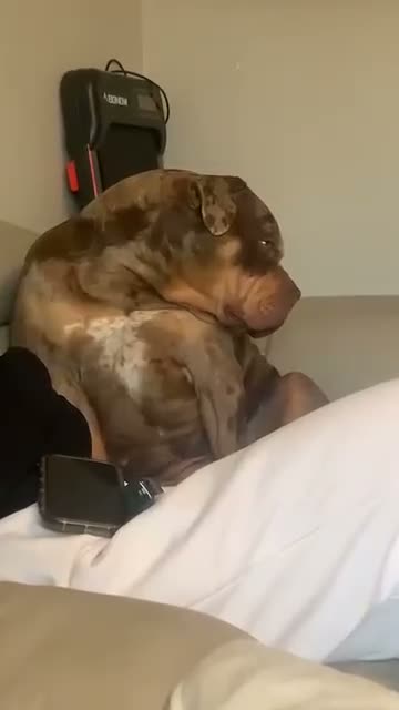 American Bulldog dogs for sale: American bulldog looking for a loving forever home in Saint Helens - Video 2