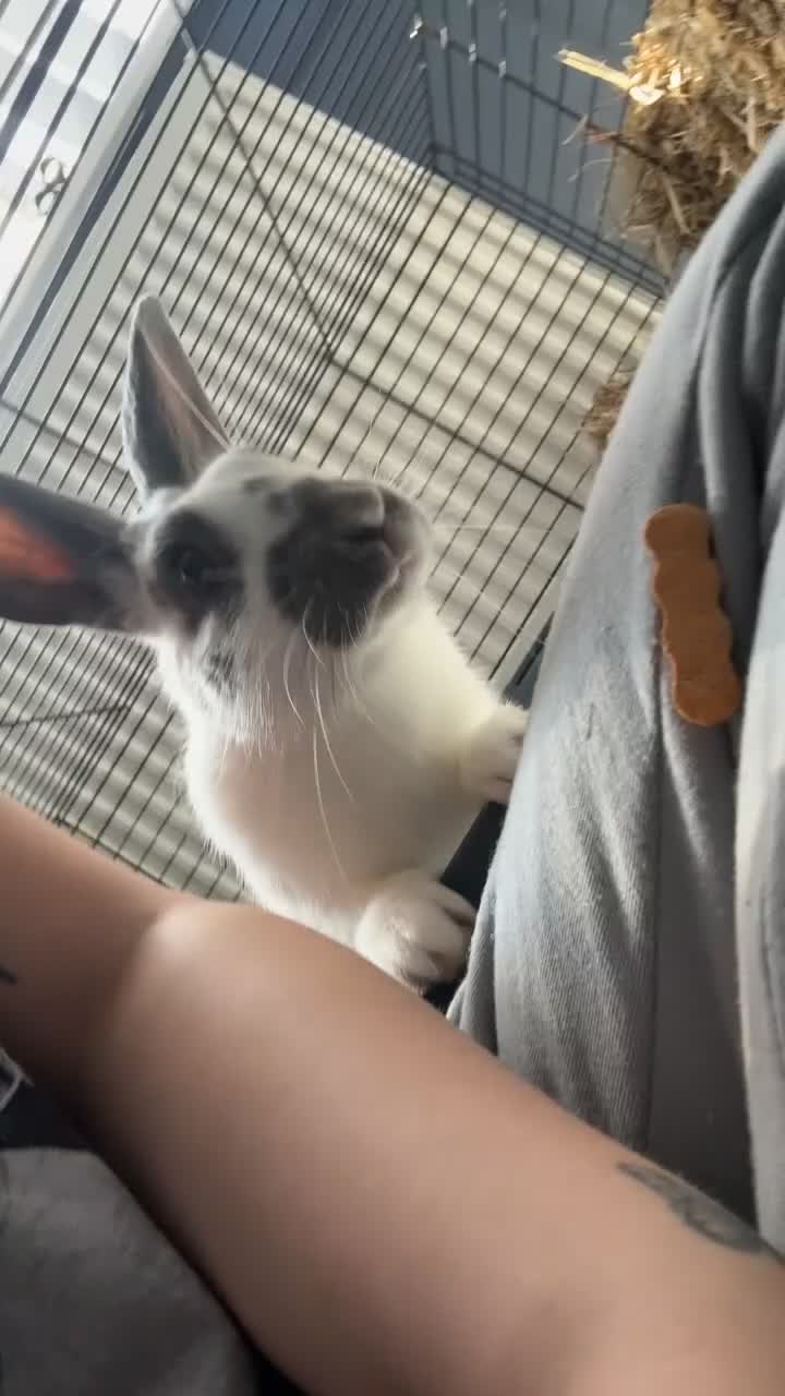 Mixed Breed rabbits for sale: Lovely cuddly bunny - Video 2