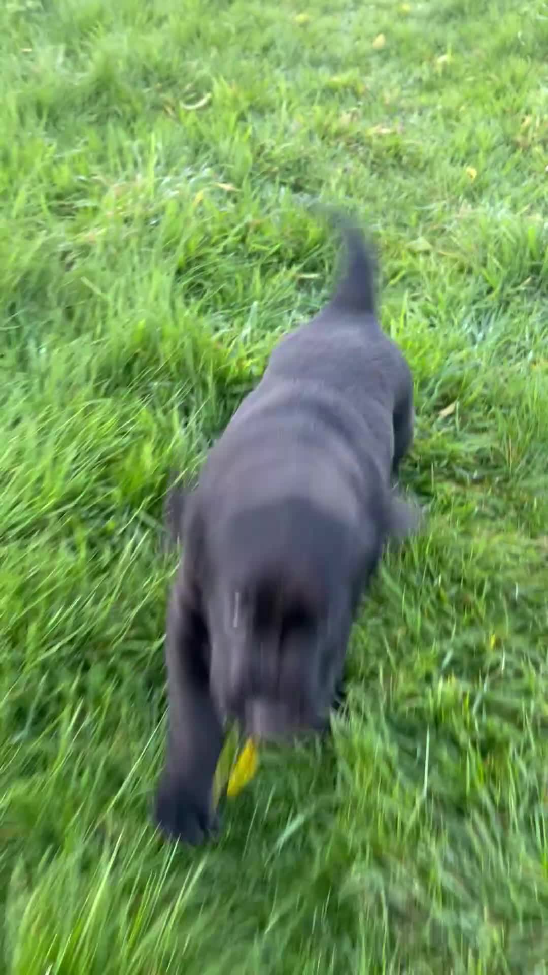 Labrador Retriever dogs for sale: KC Reg Black Lab Dog Puppy - Ready for new home - Video 1