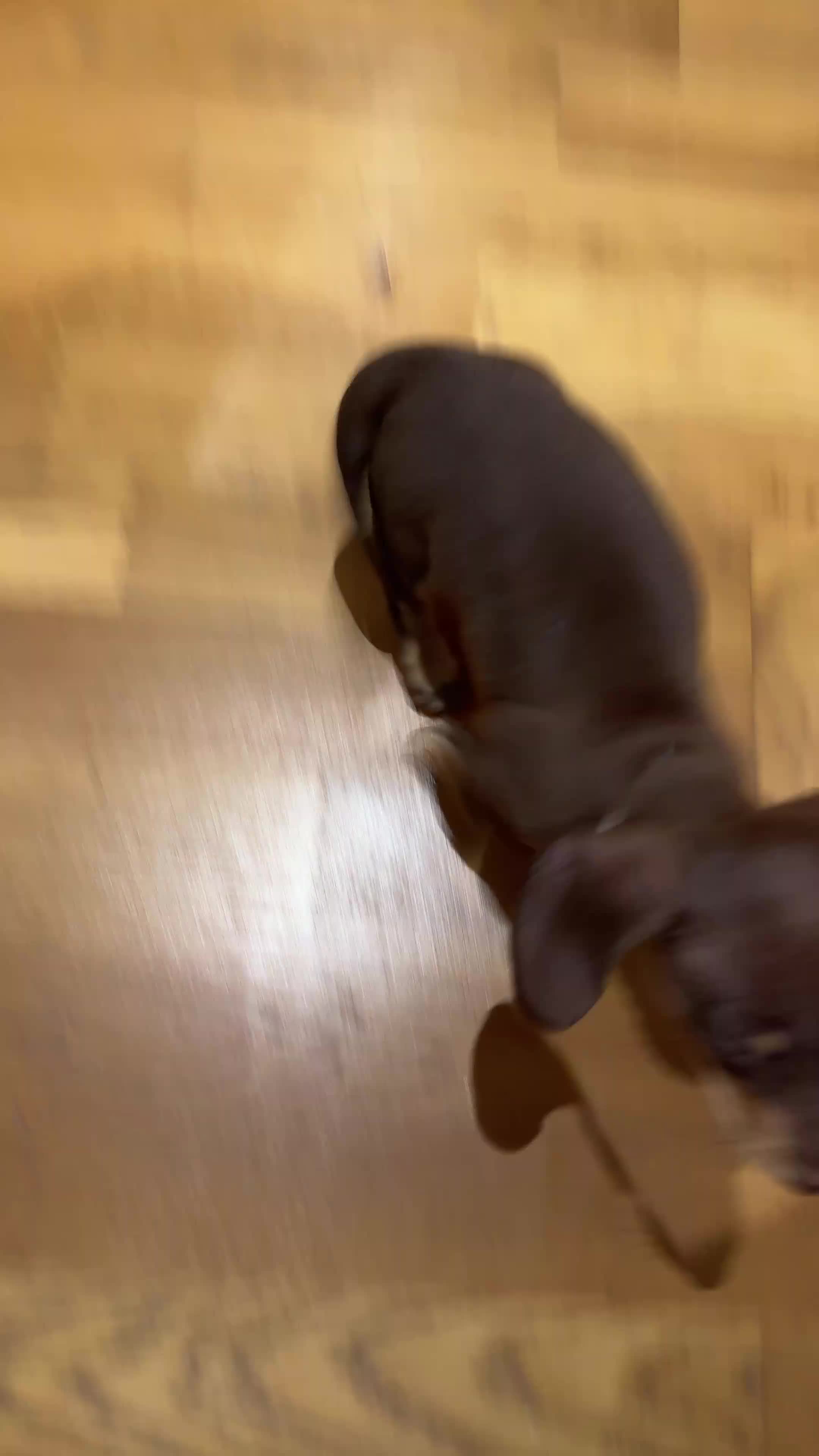 Miniature Dachshund dogs for sale: Chocolate & Tan Miniature Dachshund Puppies - Video 1