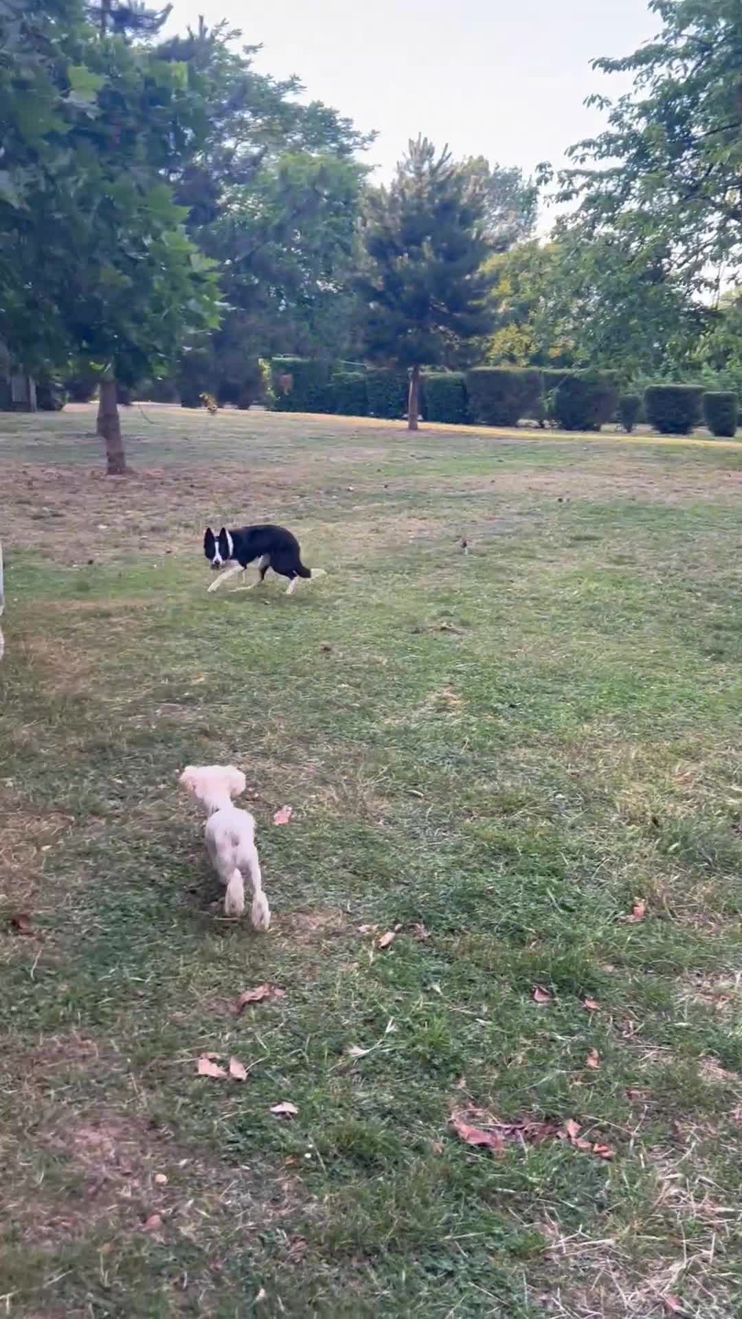 Border Collie dogs for sale:  A 2-Year Sweet & Smart Border Collie - Video 1