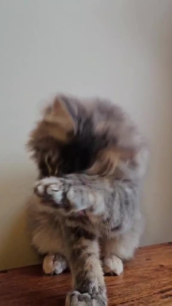 Maine Coon cats for sale: XXL Champion Line Maine Coons – Rare, Very Fluffy! - Video 1