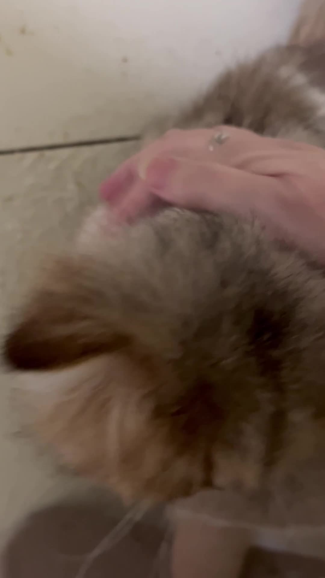 British Longhair cats for sale: Adult neutered British Longhair male  - Video 1