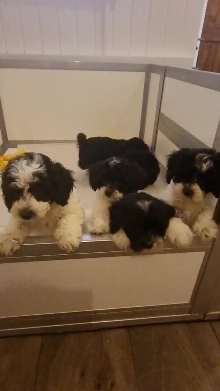 Cockapoo dogs for sale: Best Friend Sofa Companions 🥰 Fully vaccinated  - Video 4
