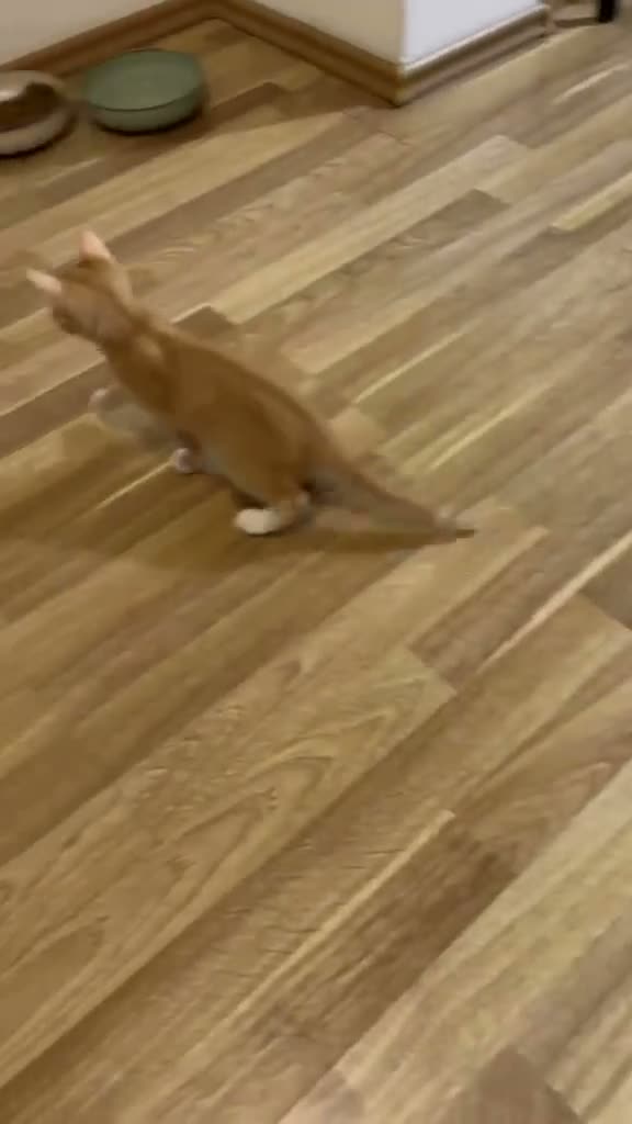 Mixed Breed cats for adoption: Mufa for adoption - Video 3