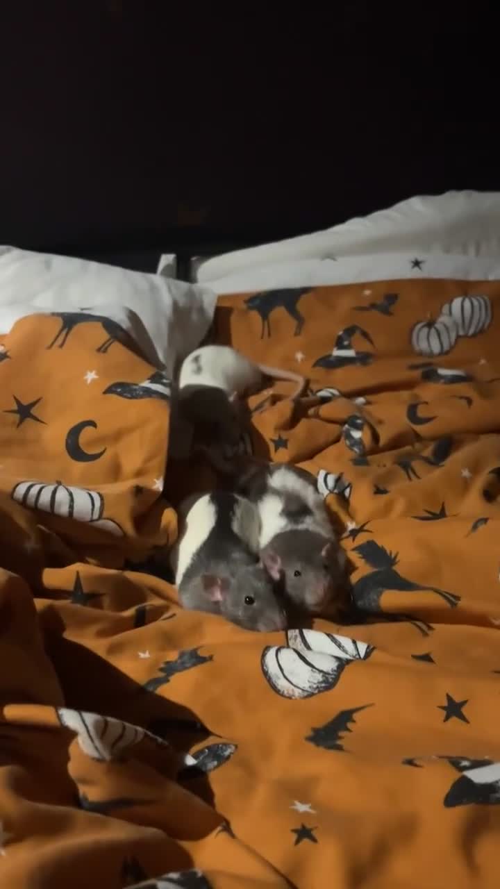 Rat rodents for sale: Dumbo Female Rats - Video 3