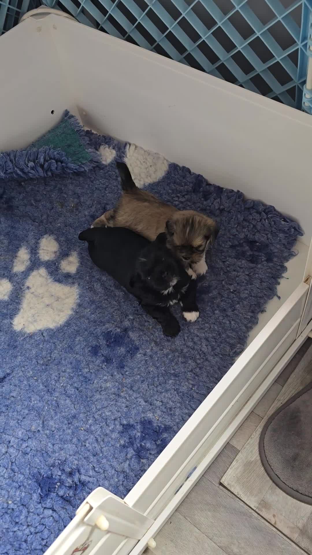 Lhasa Apso dogs for sale: 🩵🐶 2x Lhasa Apso Male Pups *Parents Tested PRA4  - Video 1