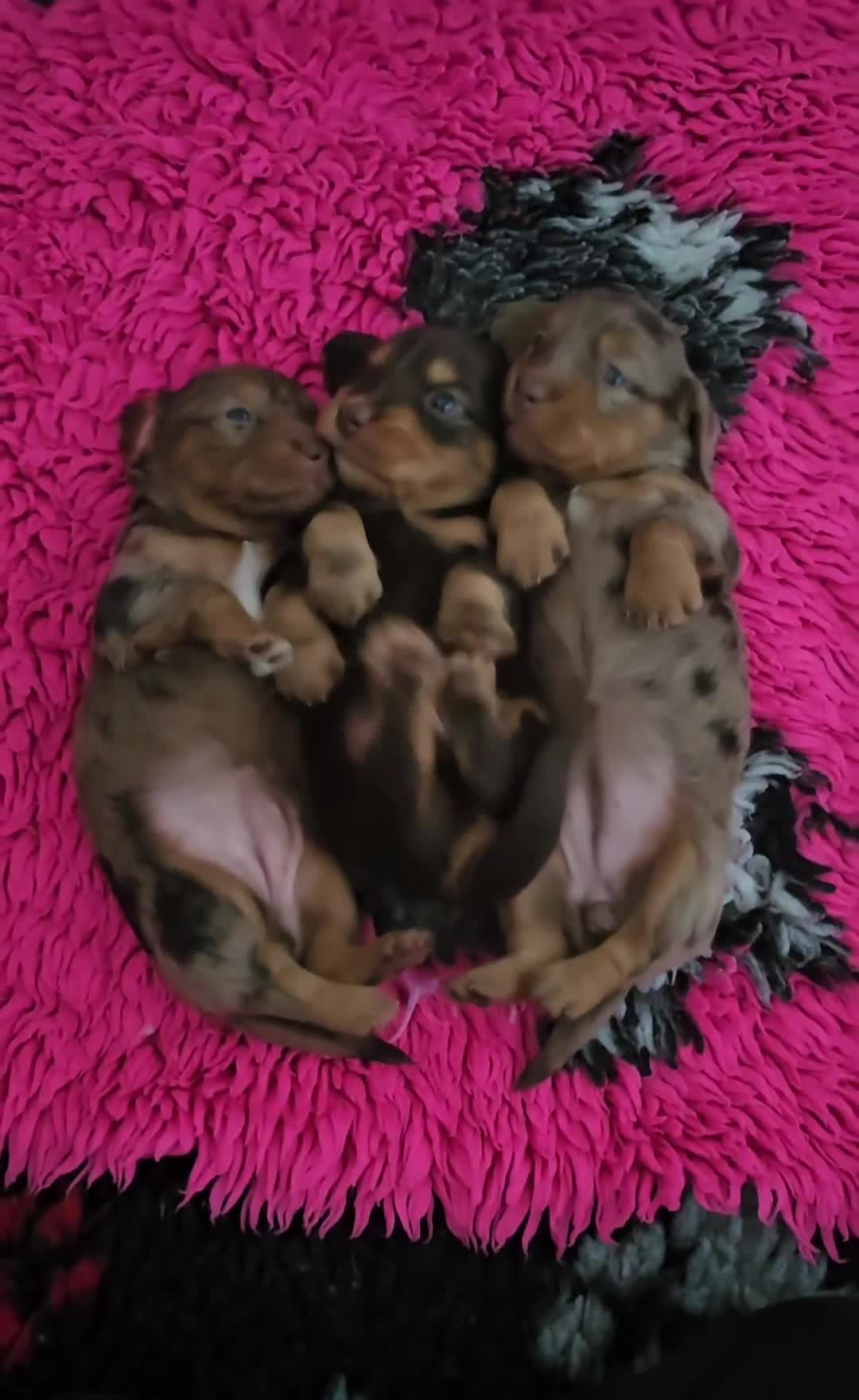 Miniature Dachshund dogs for sale: 3 beautiful longhaired miniture fur babies - Video 1