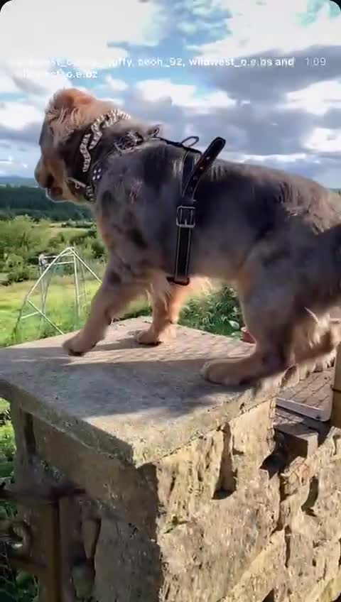 Olde English Bulldogge dogs for stud: Olde english bulldogge mammoth  - Video 5