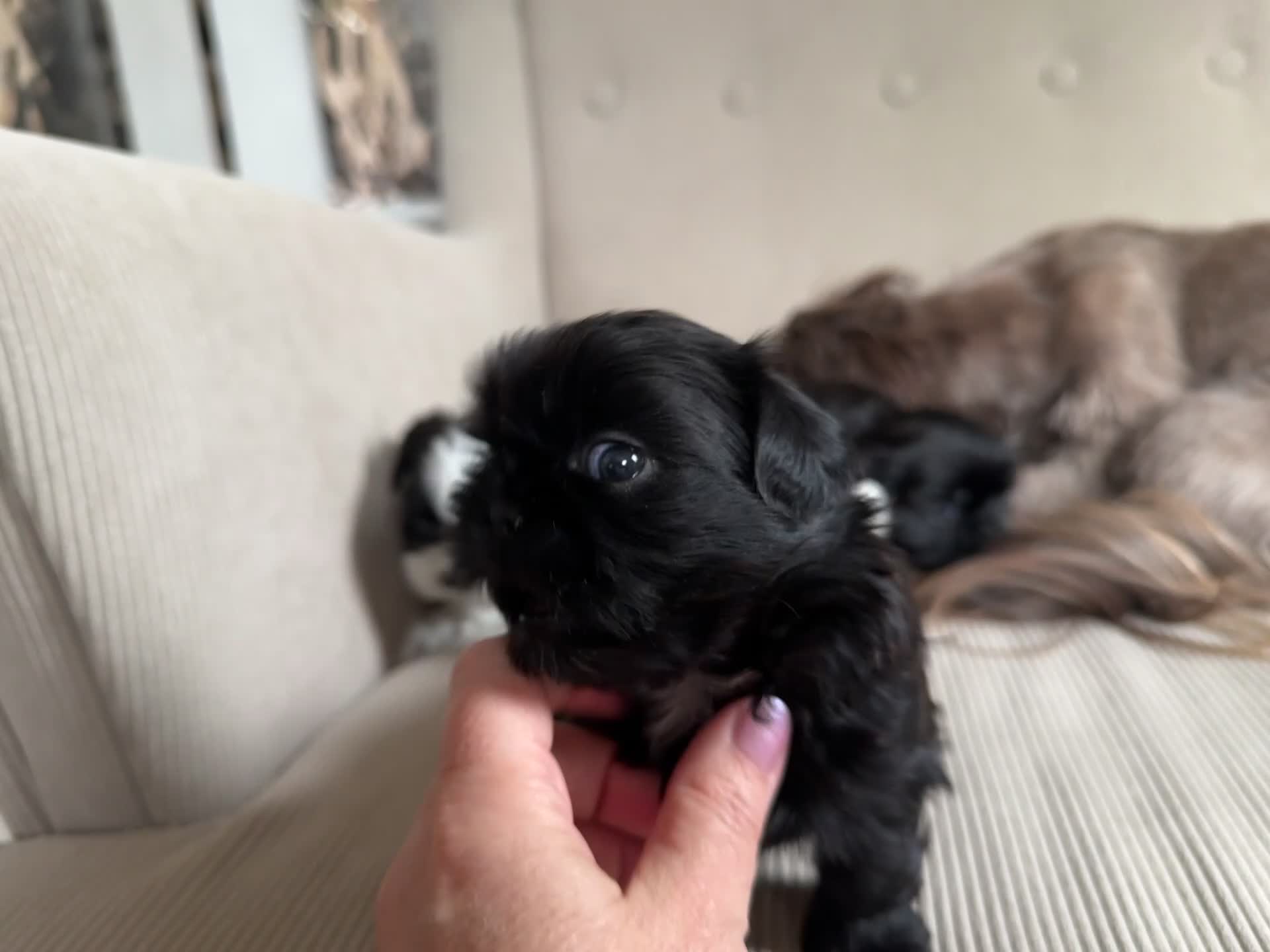 Shih Tzu dogs for sale: Imperial shihtzu boy  in Eastleigh - Video 2