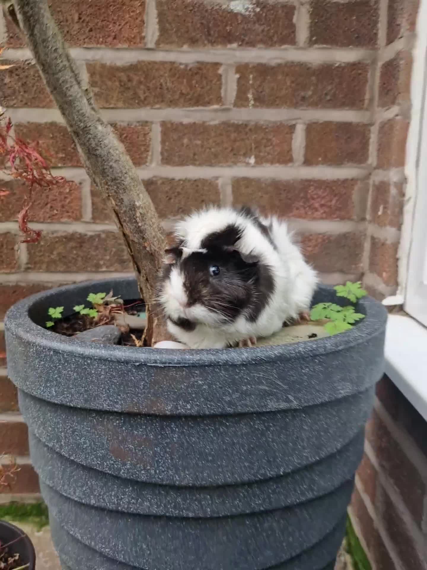 Guinea Pig rodents for sale: Beautiful abyssinian breed  - Video 5