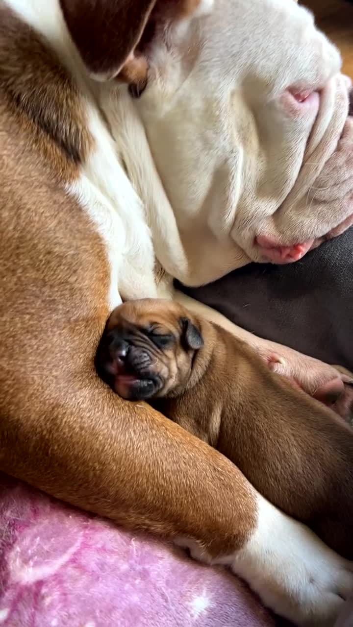 Mixed Breed dogs for sale: 5month old mixed breed  - Video 1
