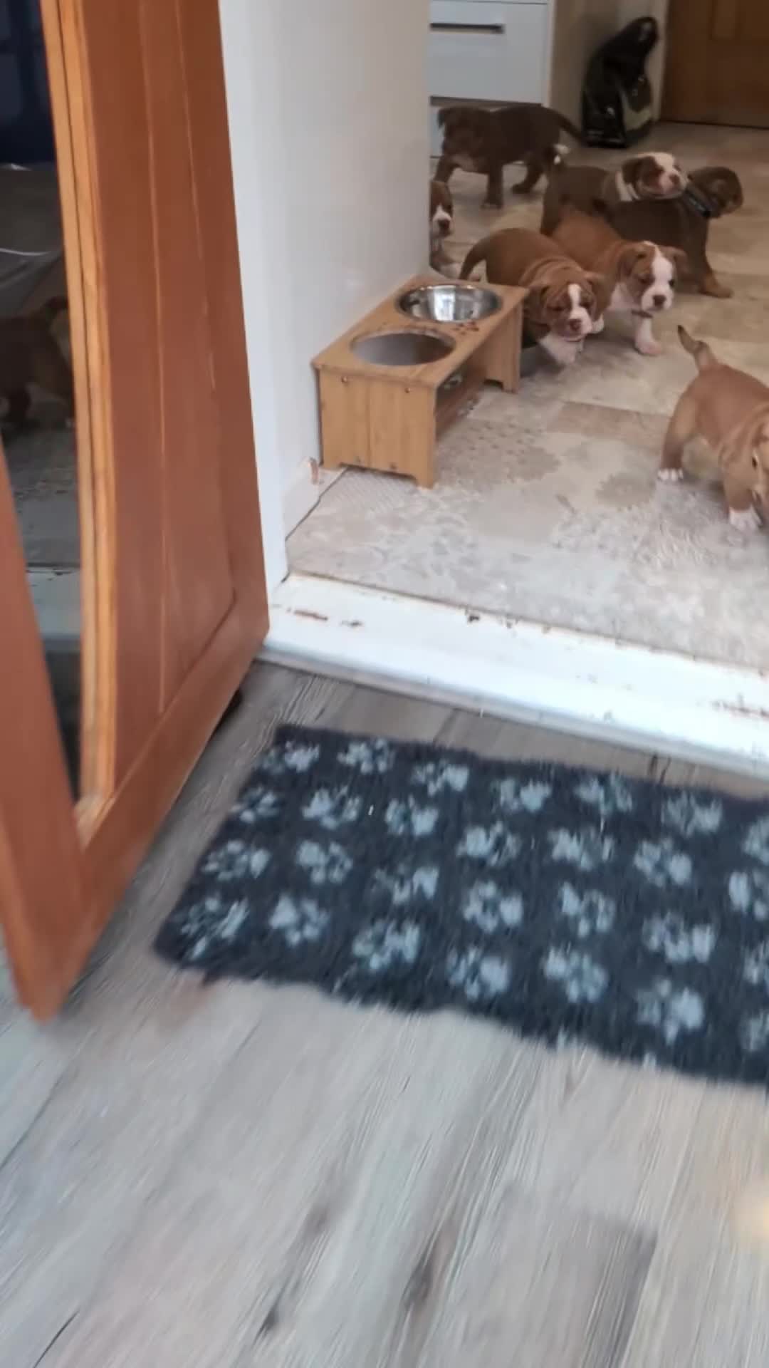 Olde English Bulldogge dogs for sale: READY NEXT WEEK! - OEB Puppies NEBBR ✅ 3rd Gen - Video 2
