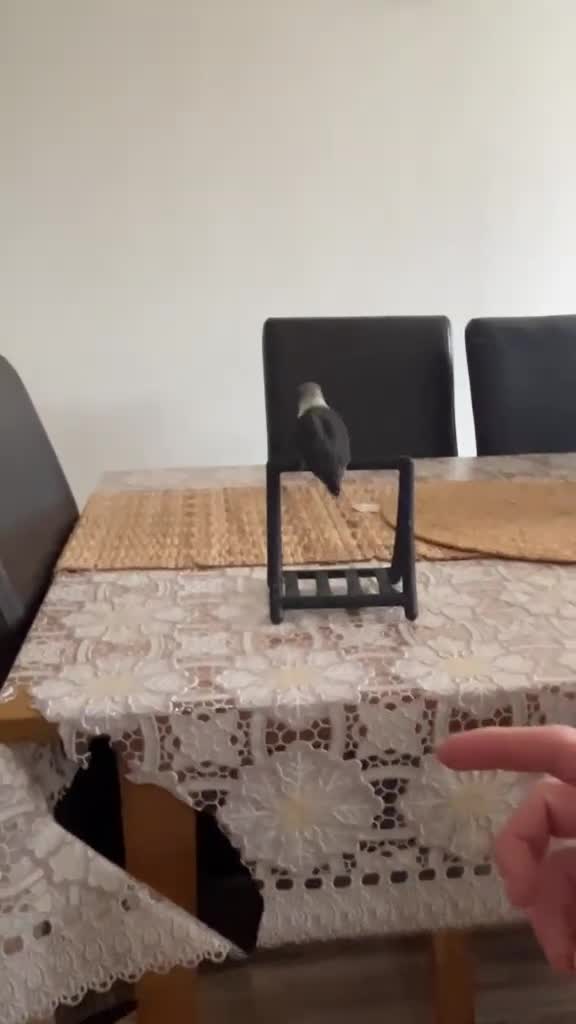 Lovebirds birds for sale: Cute young lovebirds - Video 4