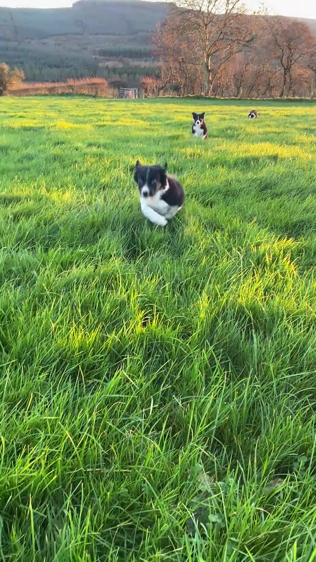 Border Collie dogs for sale: Working collie pup - Video 1