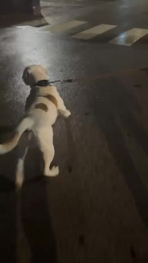 American Bulldog dogs for sale: American Bulldog  - Video 2