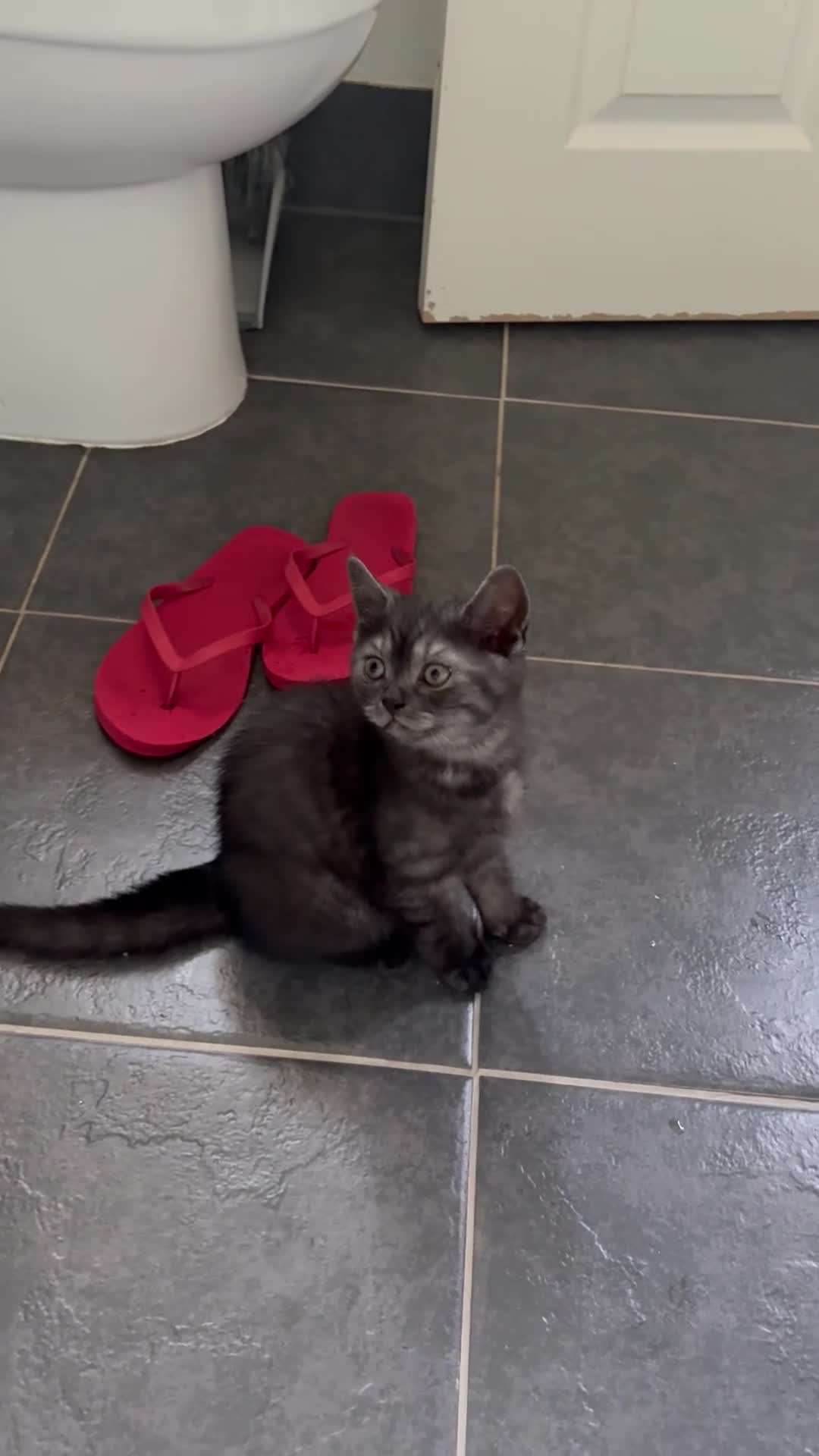 Scottish Fold cats for sale: 🐾4 Beautiful Scottish Fold Kittens🐾 - Video 4
