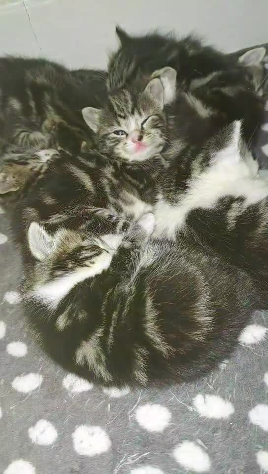 Mixed Breed cats for sale: Kittens  - Video 1