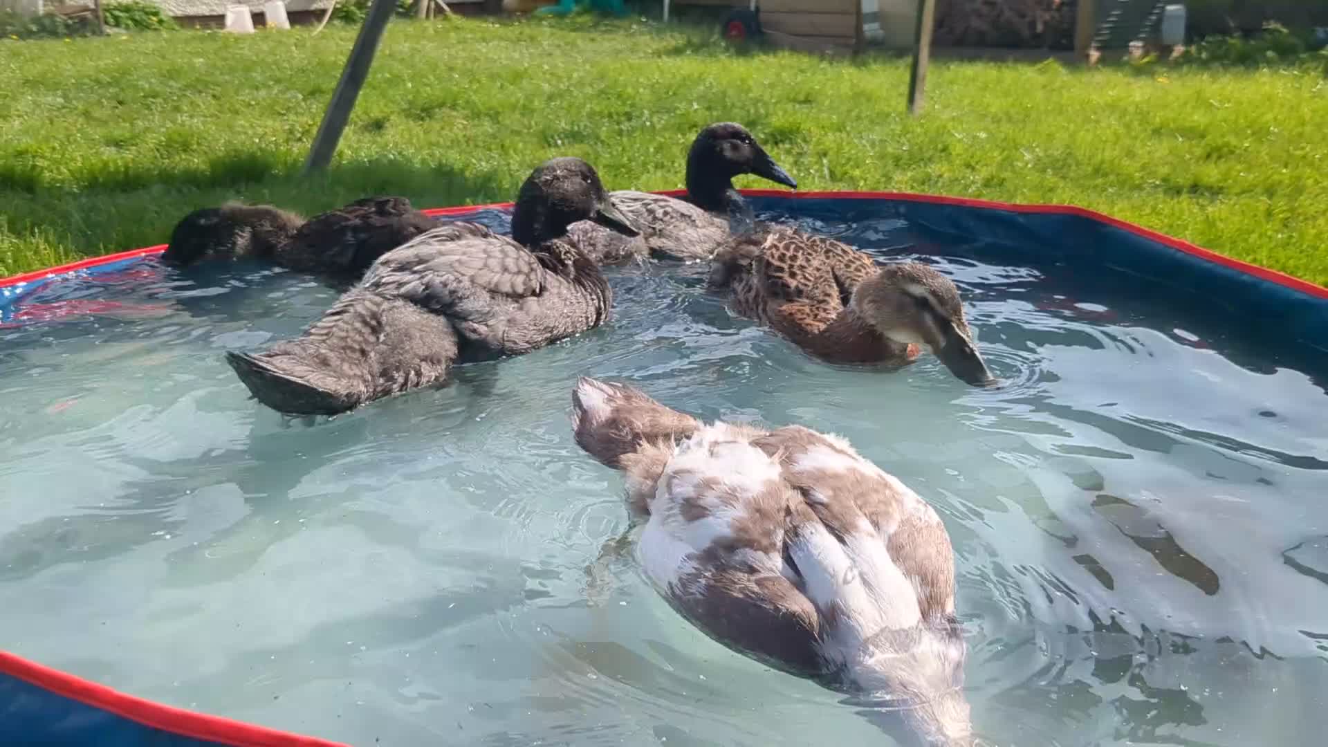 Ducks poultry for sale: Three male Indian Runner Ducks - Video 1