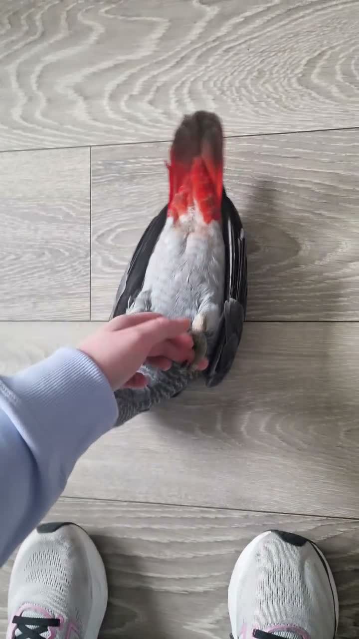 Parrots birds for sale: African grey - Bobby  in Workington - Video 1