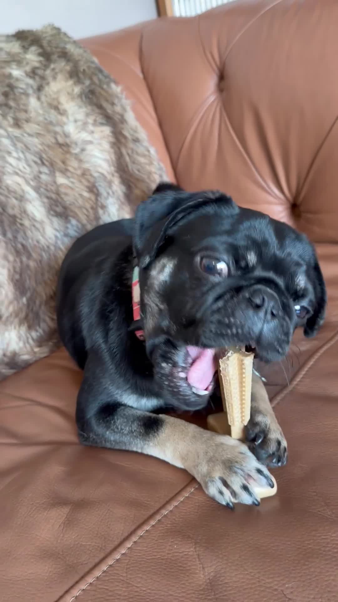 Pug dogs for sale: 11 Month Old Male Pug Puppy  - Video 1