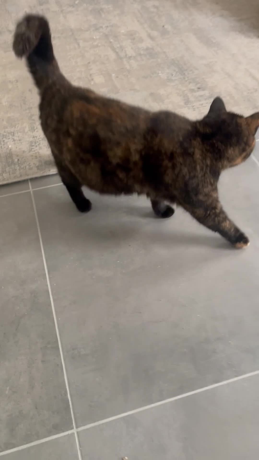 British Shorthair cats for sale: STUNNING GCCF BRITISH SHORTHAIR KITTENS - Video 1