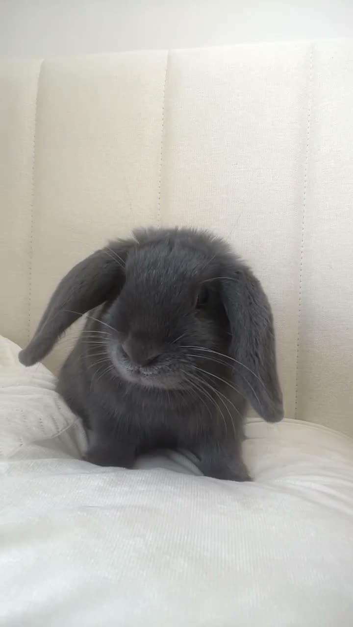 Mini Lop rabbits for sale: Silver fox mini lop bunny (read description) in Blackburn - Video 1