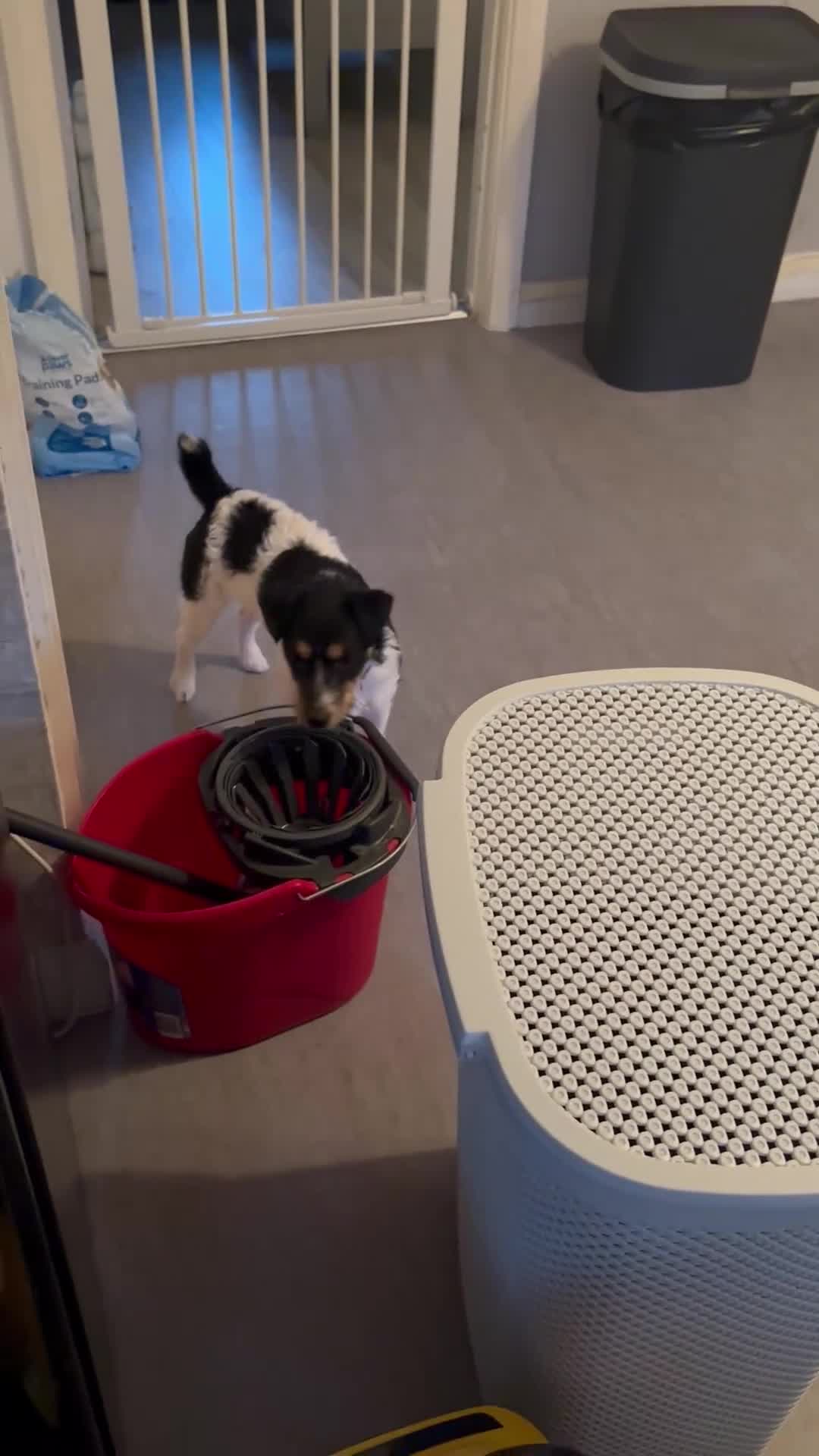 Jack Russell dogs for sale: FEMALE JACK RUSSELL - Video 1