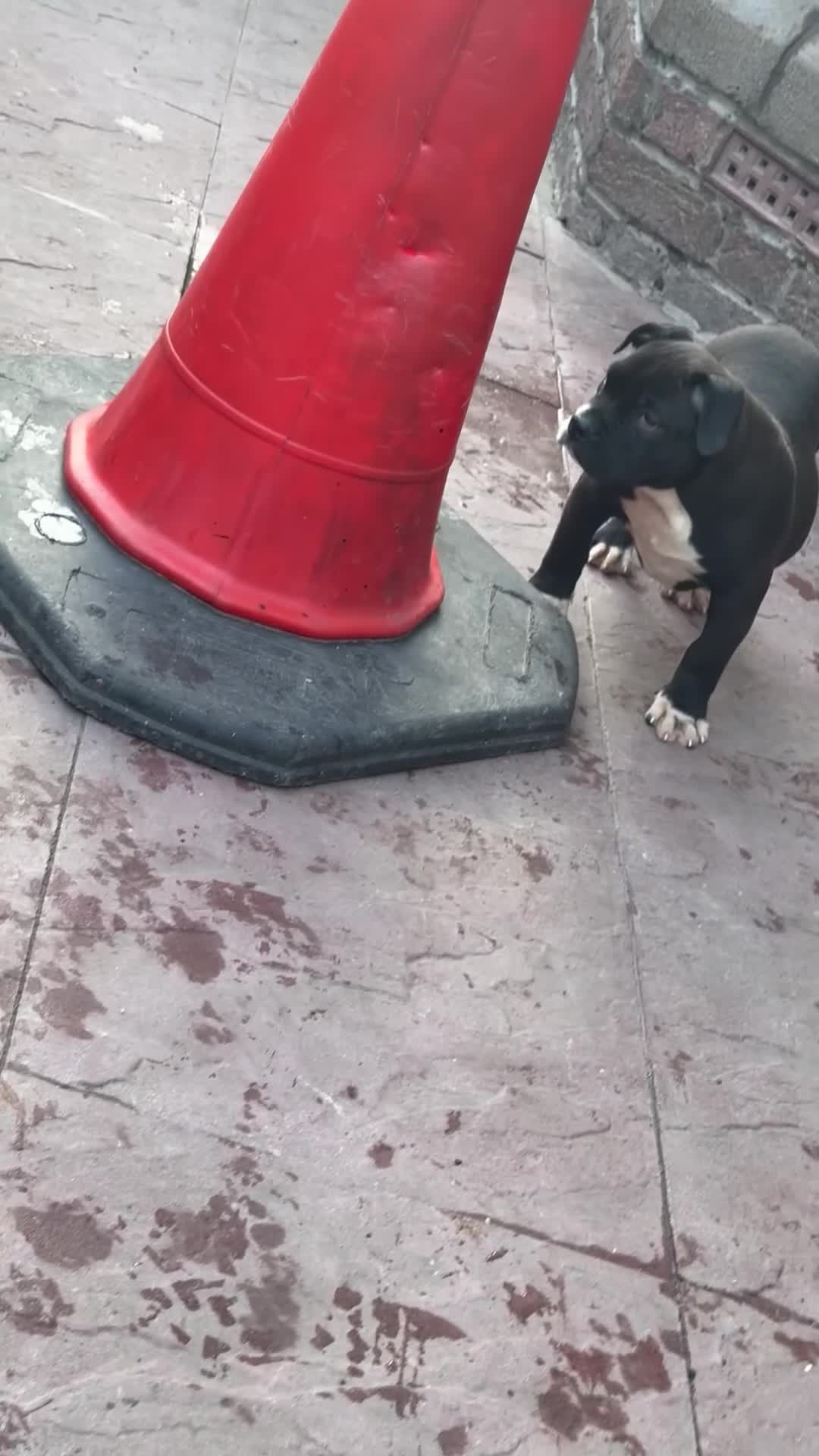 Alapaha Blue Blood Bulldog dogs for sale: ALAPAHA BLUE BLOOD BULLDOGS  - Video 1